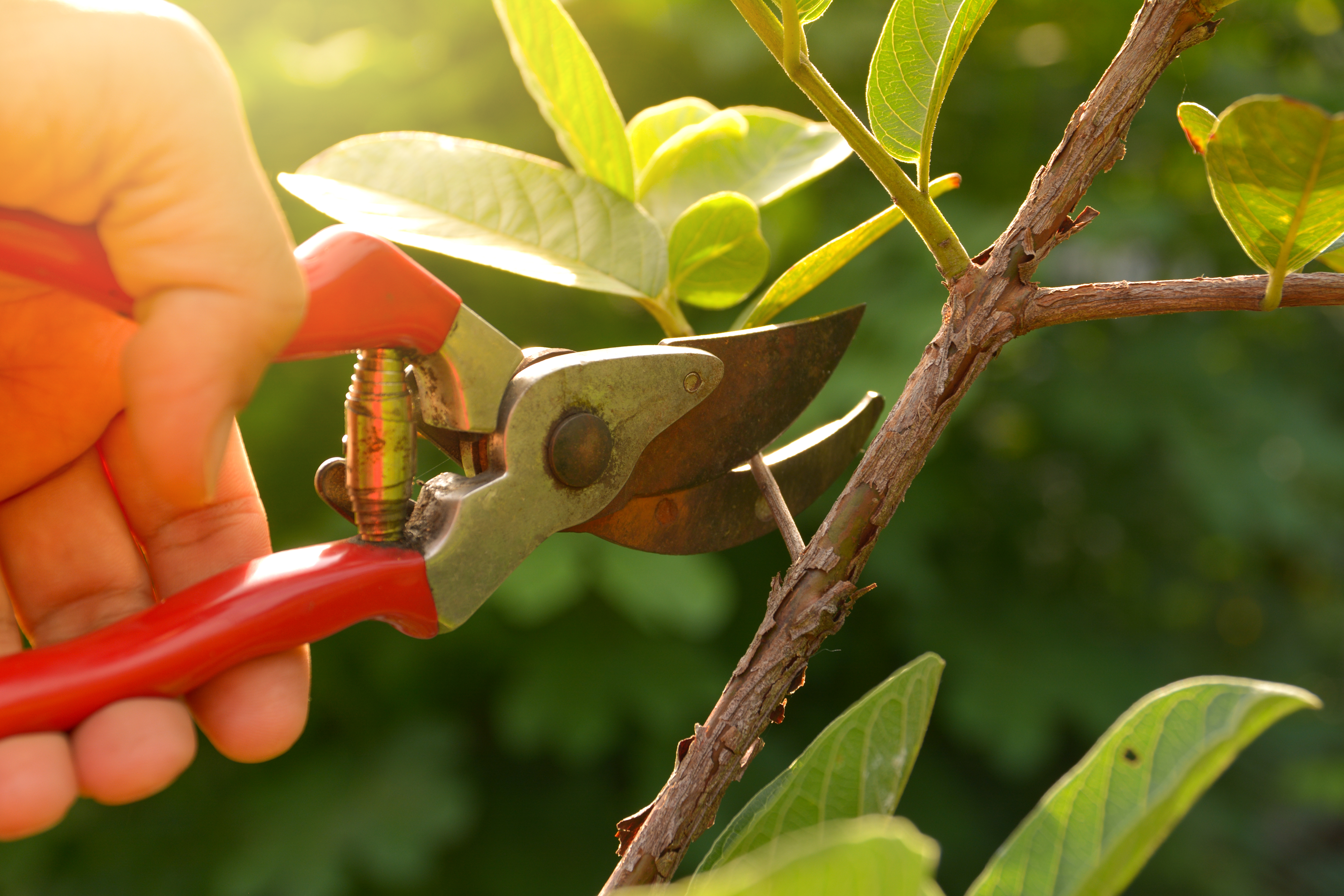 Pruning gardening tree