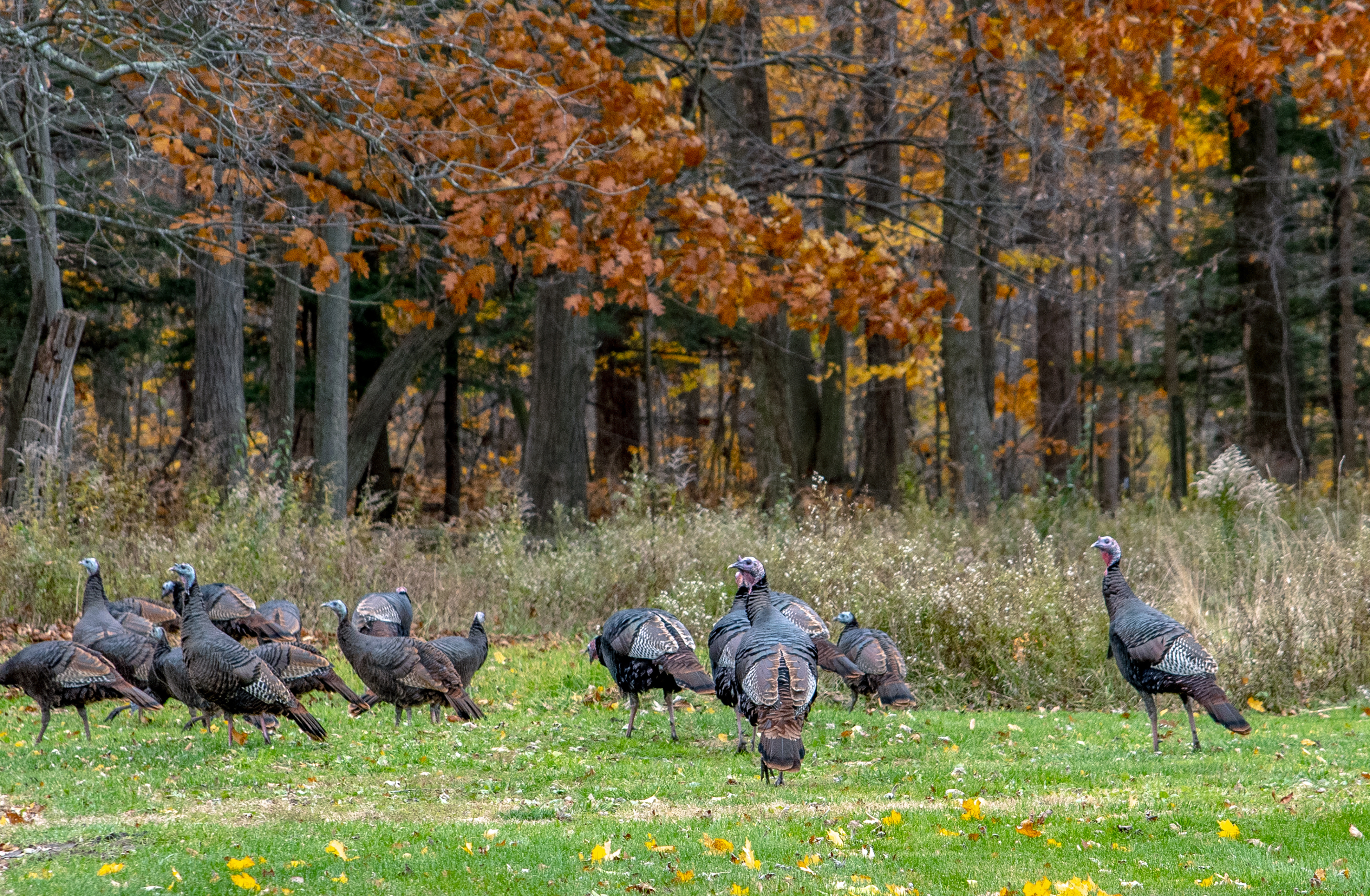 Turkey in Field
