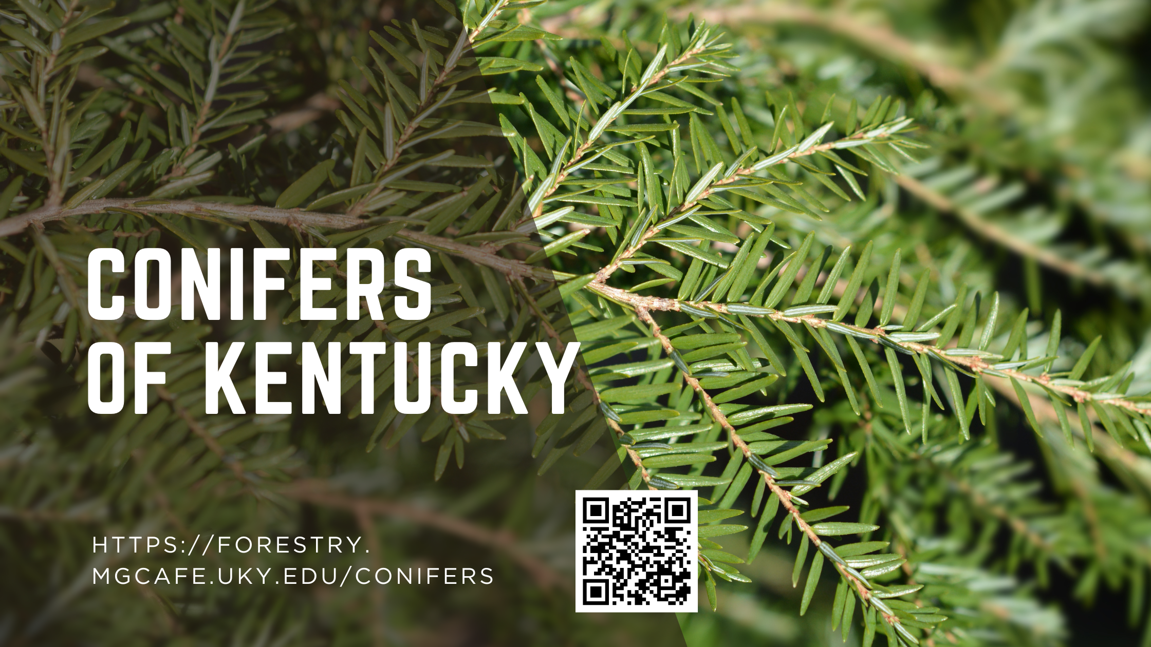 Conifers of KY
