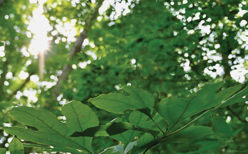 Forest Health Conference Image