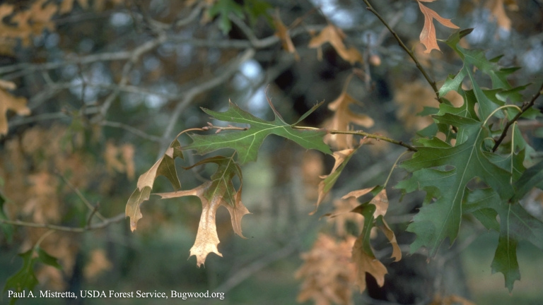 Oak Wilt