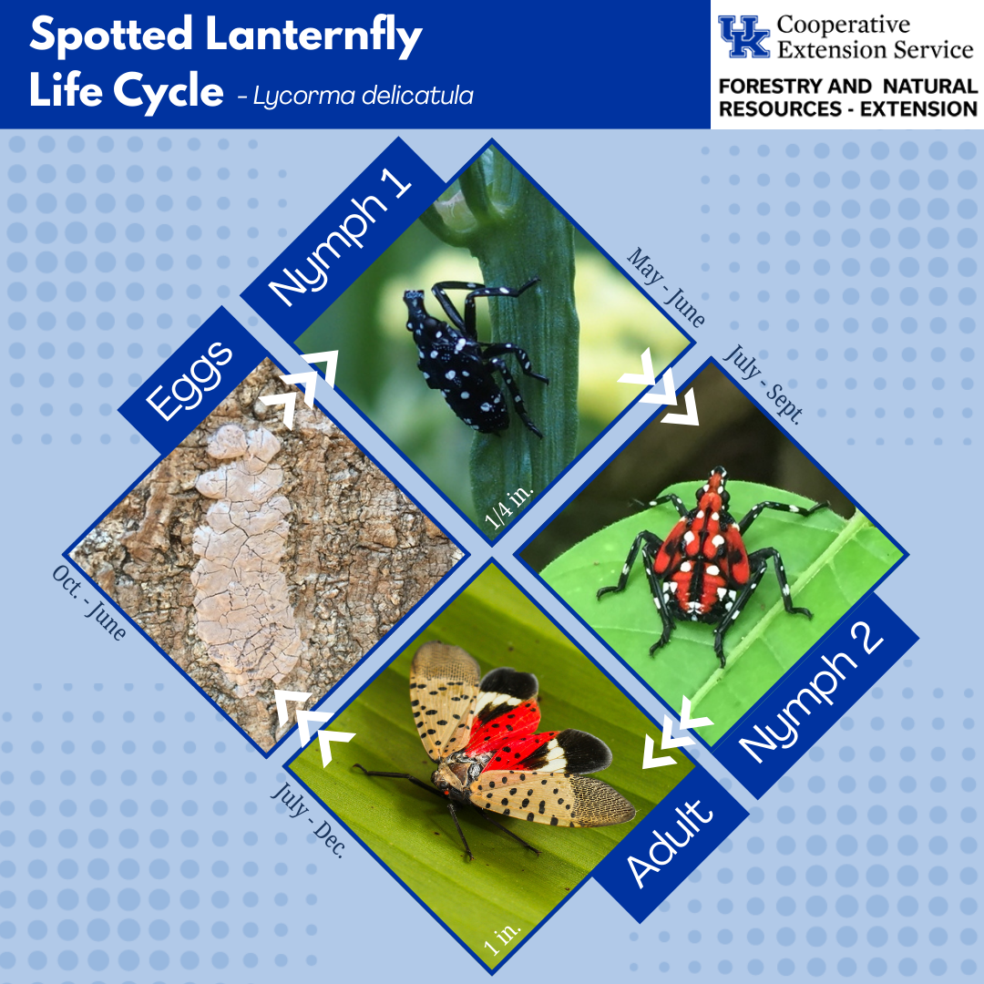 Spotted Lantern Fl Life Cycle 