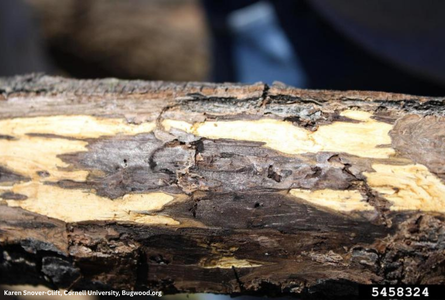 Thousand Cankers Disease