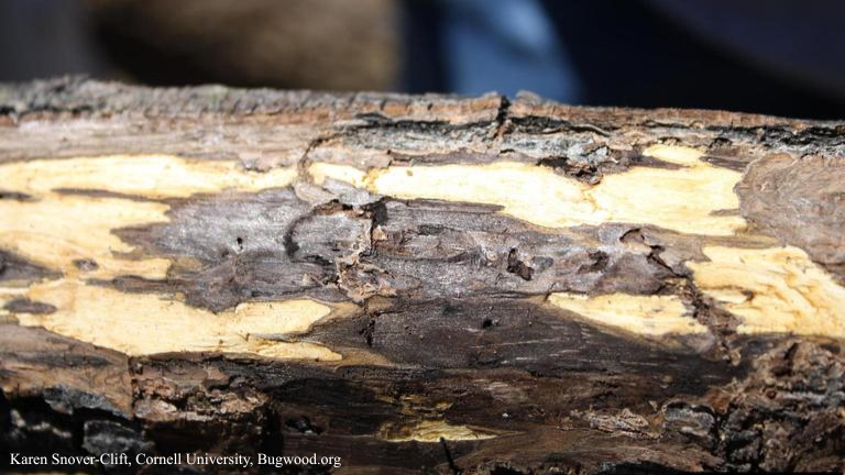 Thousand Cankers Disease