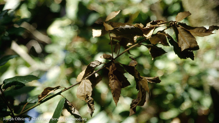 Sudden Oak Death