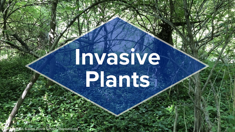 Invasive Plants 