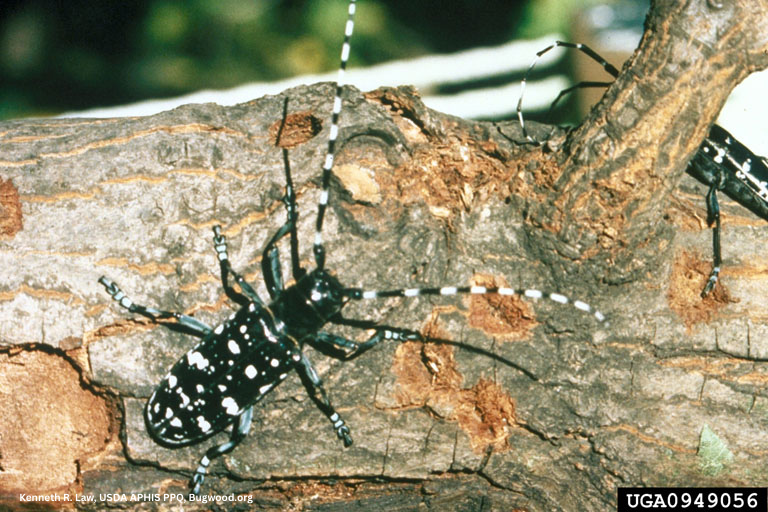 Adult Beetle 