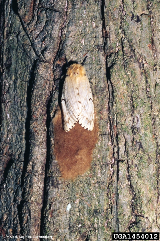 Adult Moth Laying Eggs 