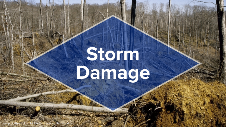 Storm Damage 