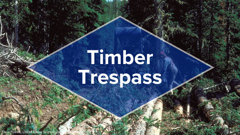 Timber Trespass