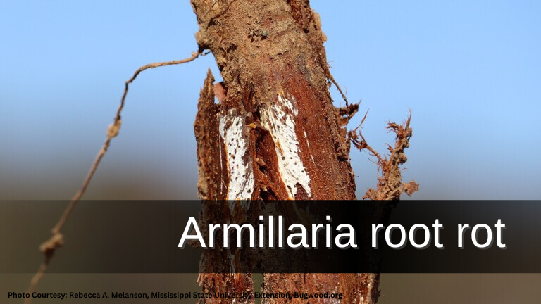 Armillaria root rot 