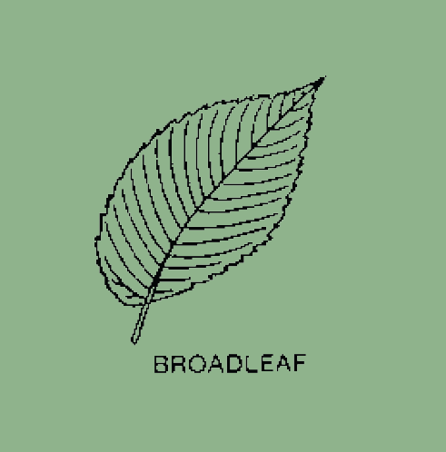 Broadleaf