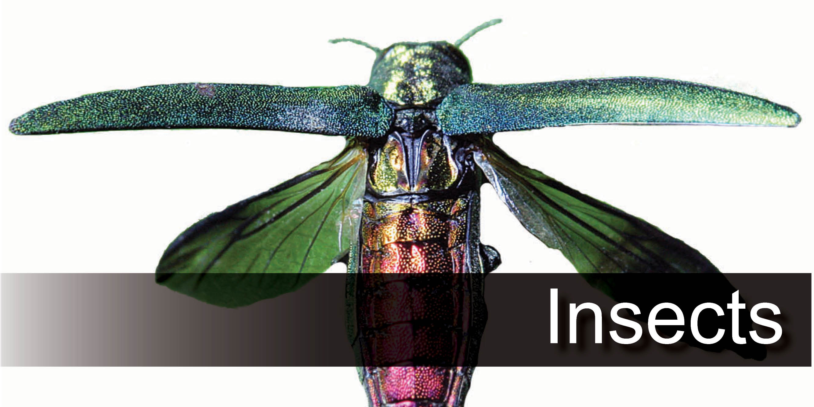Insects