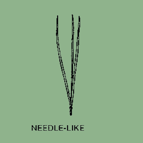 Needle-like