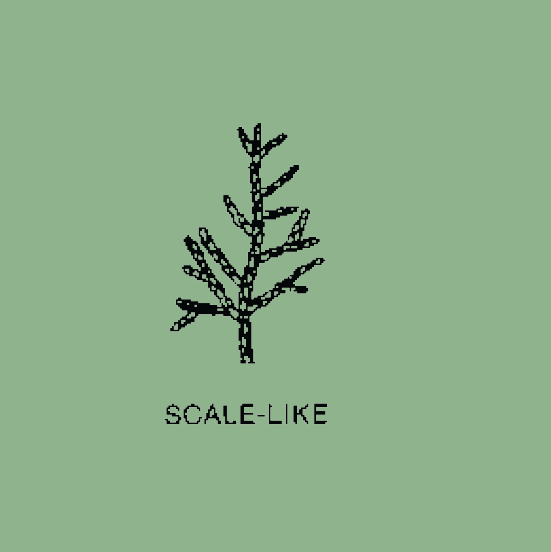 Scale-like