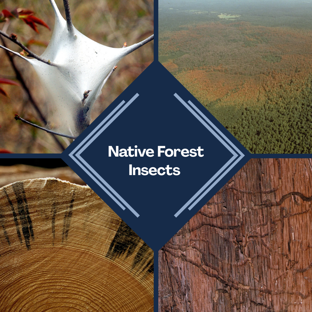 Native Forest Insects