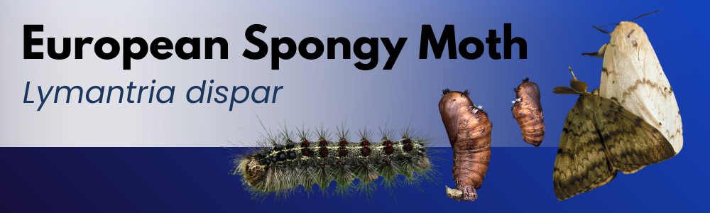 European Spongy Moth 