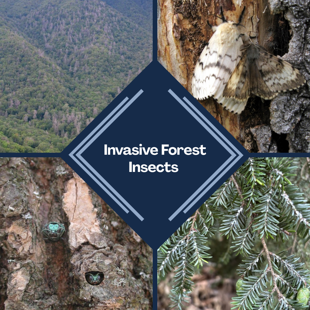 Invasive Forest Insects