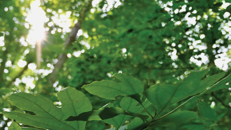 Forest Health Conference Image