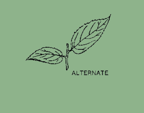 Alternate