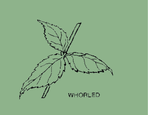 Whorled